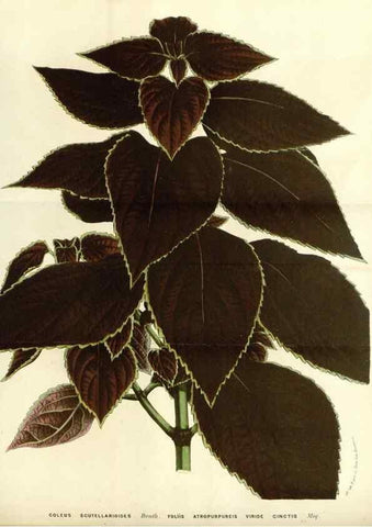 Reproducción/Reproduction 49587779301: Flore des serres et des jardins de l'Europe. A Gand :chez Louis van Houtte, eÌditeur,1845-1880.. 