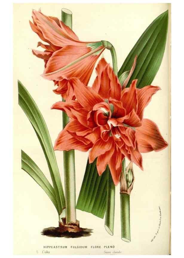 Reproducción/Reproduction 49587779551: Flore des serres et des jardins de l'Europe. A Gand :chez Louis van Houtte, eÌditeur,1845-1880.. 
