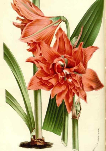 Reproducción/Reproduction 49587779551: Flore des serres et des jardins de l'Europe. A Gand :chez Louis van Houtte, eÌditeur,1845-1880.. 