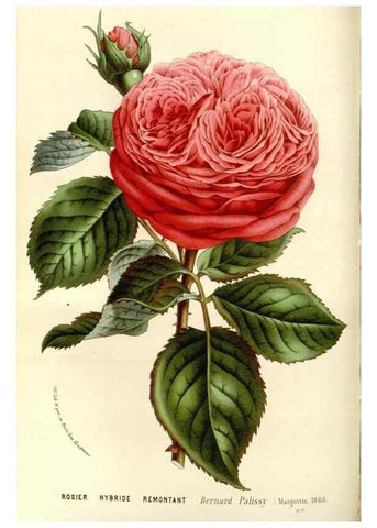 Reproducción/Reproduction 49587285308: Flore des serres et des jardins de l'Europe. A Gand :chez Louis van Houtte, eÌditeur,1845-1880.. 