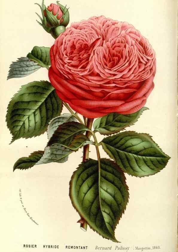 Reproducción/Reproduction 49587285308: Flore des serres et des jardins de l'Europe. A Gand :chez Louis van Houtte, eÌditeur,1845-1880.. 