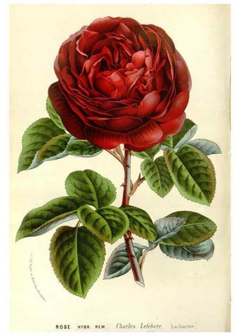 Reproducción/Reproduction 49588023152: Flore des serres et des jardins de l'Europe. A Gand :chez Louis van Houtte, eÌditeur,1845-1880.. 