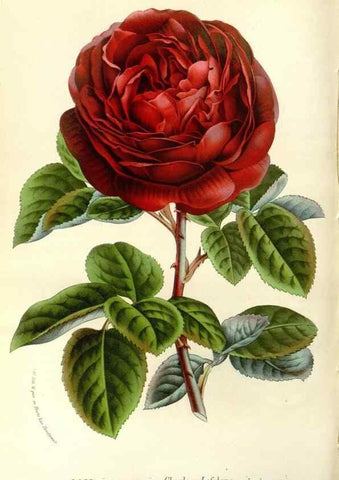 Reproducción/Reproduction 49588023152: Flore des serres et des jardins de l'Europe. A Gand :chez Louis van Houtte, eÌditeur,1845-1880.. 