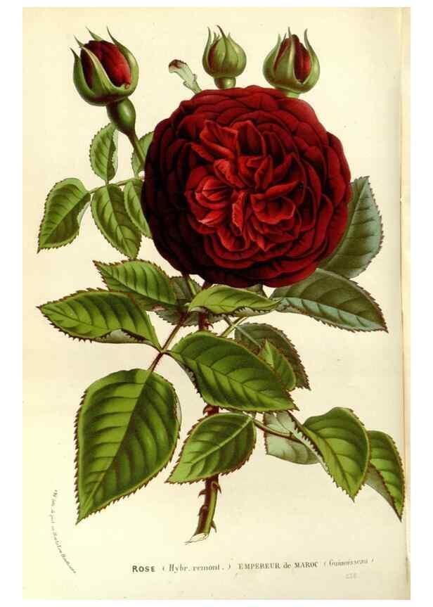 Reproducción/Reproduction 49587780136: Flore des serres et des jardins de l'Europe. A Gand :chez Louis van Houtte, eÌditeur,1845-1880.. 
