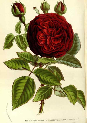 Reproducción/Reproduction 49587780136: Flore des serres et des jardins de l'Europe. A Gand :chez Louis van Houtte, eÌditeur,1845-1880.. 
