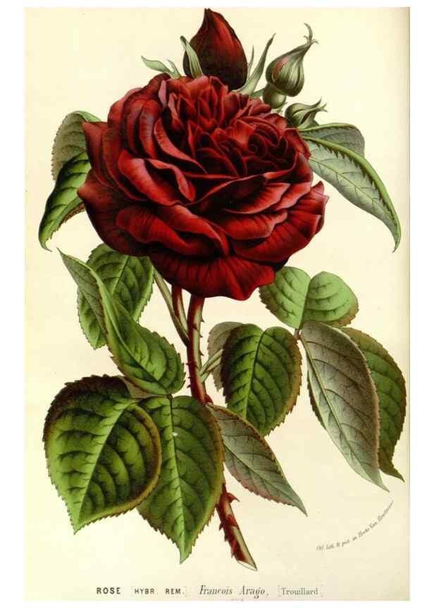 Reproducción/Reproduction 49587780396: Flore des serres et des jardins de l'Europe. A Gand :chez Louis van Houtte, eÌditeur,1845-1880.. 
