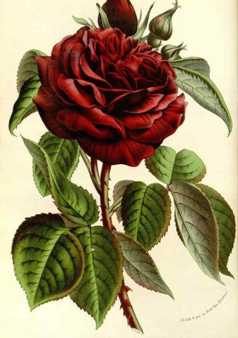 Reproducción/Reproduction 49587780396: Flore des serres et des jardins de l'Europe. A Gand :chez Louis van Houtte, eÌditeur,1845-1880.. 