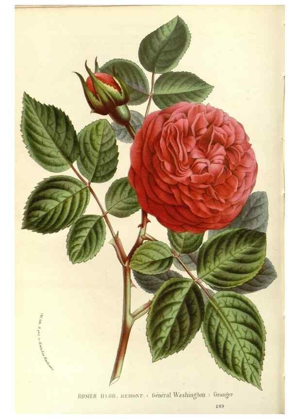 Reproducción/Reproduction 49587286018: Flore des serres et des jardins de l'Europe. A Gand :chez Louis van Houtte, eÌditeur,1845-1880.. 