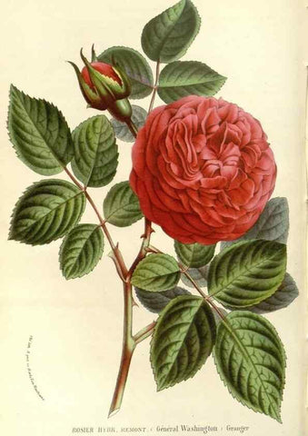 Reproducción/Reproduction 49587286018: Flore des serres et des jardins de l'Europe. A Gand :chez Louis van Houtte, eÌditeur,1845-1880.. 