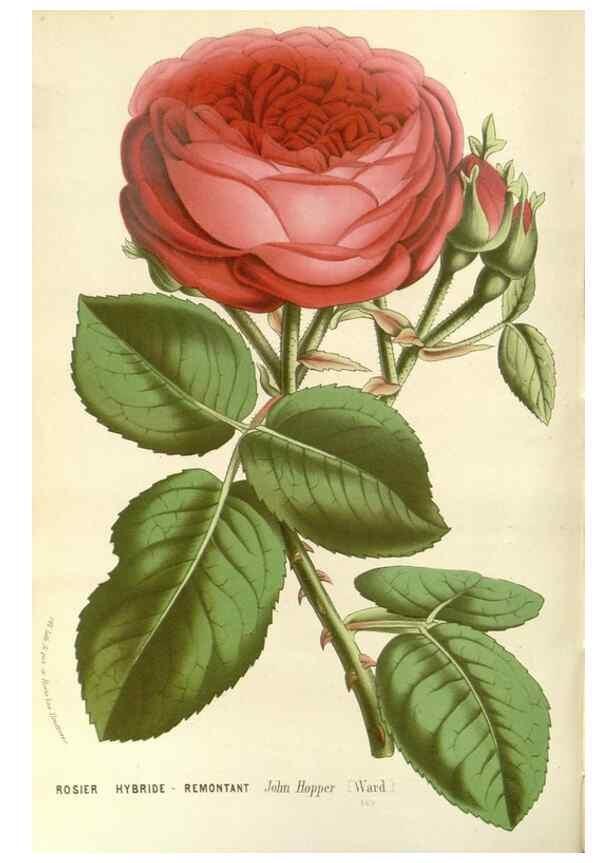 Reproducción/Reproduction 49588023857: Flore des serres et des jardins de l'Europe. A Gand :chez Louis van Houtte, eÌditeur,1845-1880.. 