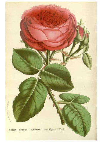 Reproducción/Reproduction 49588023857: Flore des serres et des jardins de l'Europe. A Gand :chez Louis van Houtte, eÌditeur,1845-1880.. 