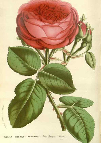 Reproducción/Reproduction 49588023857: Flore des serres et des jardins de l'Europe. A Gand :chez Louis van Houtte, eÌditeur,1845-1880.. 