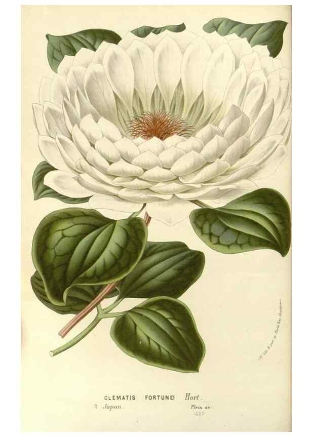 Reproducción/Reproduction 49587781006: Flore des serres et des jardins de l'Europe. A Gand :chez Louis van Houtte, eÌditeur,1845-1880.. 