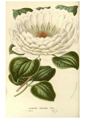 Reproducción/Reproduction 49587781006: Flore des serres et des jardins de l'Europe. A Gand :chez Louis van Houtte, eÌditeur,1845-1880.. 