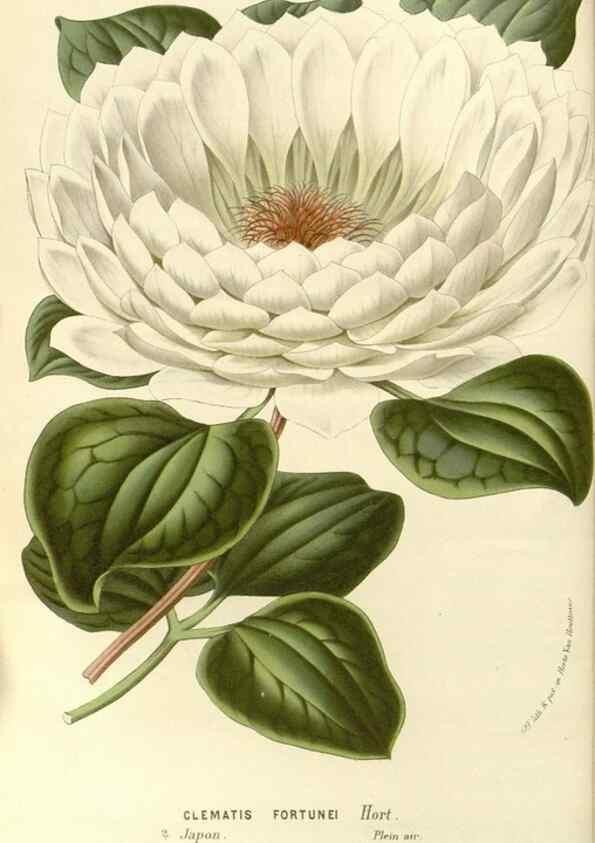 Reproducción/Reproduction 49587781006: Flore des serres et des jardins de l'Europe. A Gand :chez Louis van Houtte, eÌditeur,1845-1880.. 