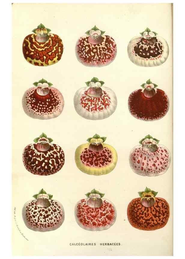 Reproducción/Reproduction 49588024272: Flore des serres et des jardins de l'Europe. A Gand :chez Louis van Houtte, eÌditeur,1845-1880.. 
