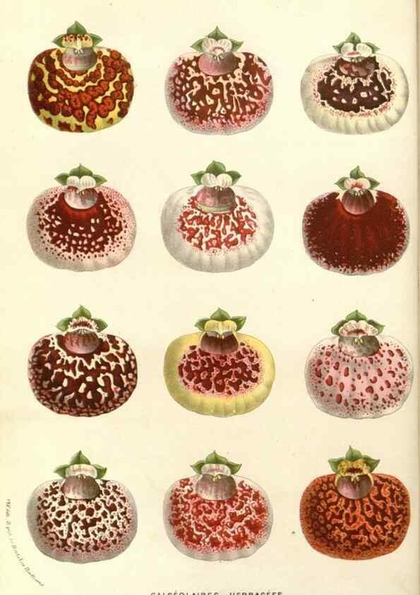 Reproducción/Reproduction 49588024272: Flore des serres et des jardins de l'Europe. A Gand :chez Louis van Houtte, eÌditeur,1845-1880.. 