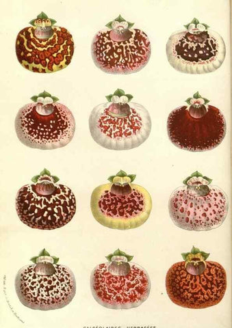 Reproducción/Reproduction 49588024272: Flore des serres et des jardins de l'Europe. A Gand :chez Louis van Houtte, eÌditeur,1845-1880.. 