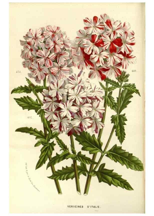 Reproducción/Reproduction 49587778096: Flore des serres et des jardins de l'Europe. A Gand :chez Louis van Houtte, eÌditeur,1845-1880.. 