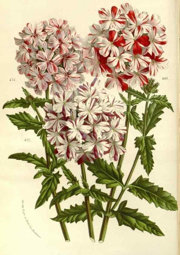 Reproducción/Reproduction 49587778096: Flore des serres et des jardins de l'Europe. A Gand :chez Louis van Houtte, eÌditeur,1845-1880.. 