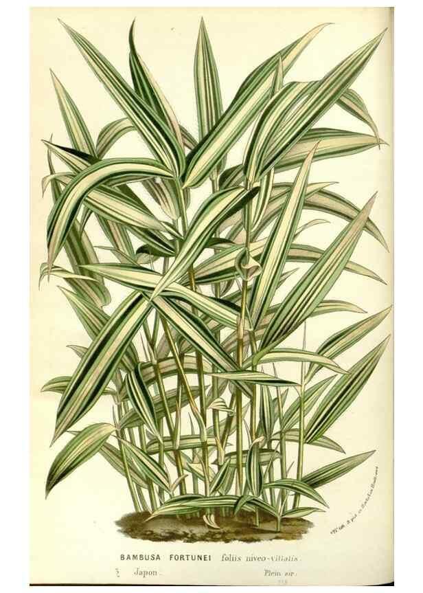 Reproducción/Reproduction 49587777856: Flore des serres et des jardins de l'Europe. A Gand :chez Louis van Houtte, eÌditeur,1845-1880.. 