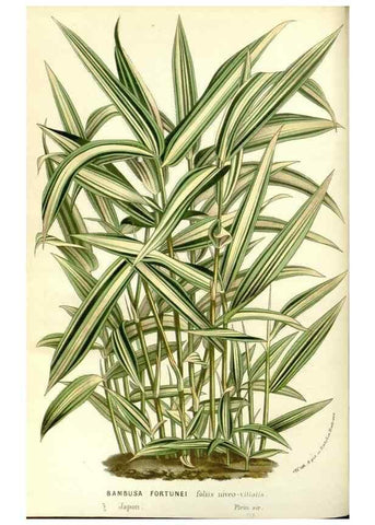 Reproducción/Reproduction 49587777856: Flore des serres et des jardins de l'Europe. A Gand :chez Louis van Houtte, eÌditeur,1845-1880.. 
