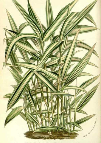 Reproducción/Reproduction 49587777856: Flore des serres et des jardins de l'Europe. A Gand :chez Louis van Houtte, eÌditeur,1845-1880.. 