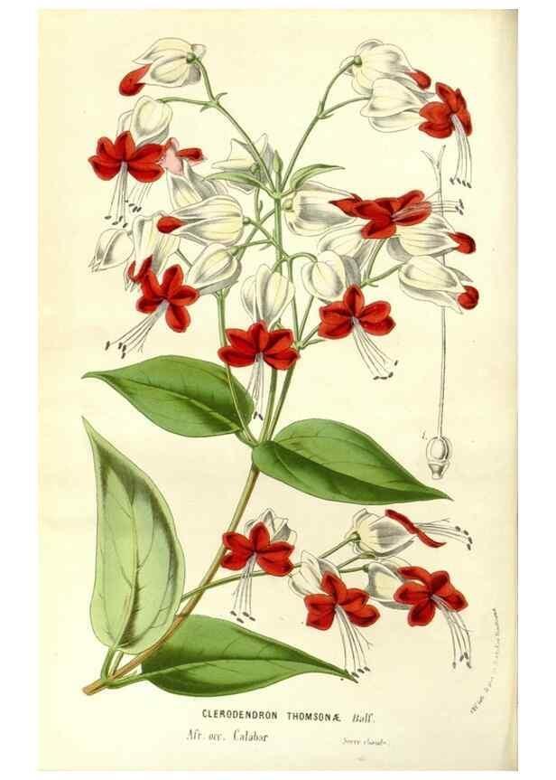 Reproducción/Reproduction 49587283293: Flore des serres et des jardins de l'Europe. A Gand :chez Louis van Houtte, eÌditeur,1845-1880.. 