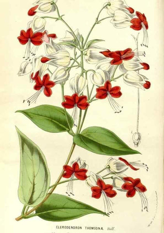 Reproducción/Reproduction 49587283293: Flore des serres et des jardins de l'Europe. A Gand :chez Louis van Houtte, eÌditeur,1845-1880.. 