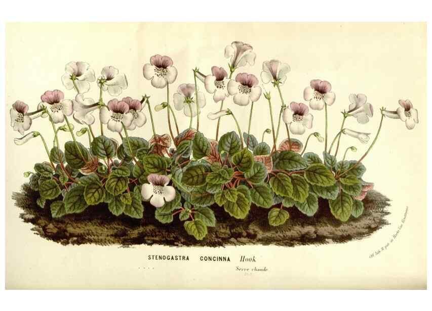 Reproducción/Reproduction 49587283118: Flore des serres et des jardins de l'Europe. A Gand :chez Louis van Houtte, eÌditeur,1845-1880.. 