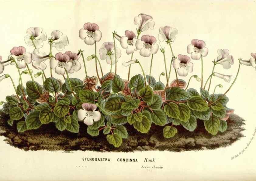 Reproducción/Reproduction 49587283118: Flore des serres et des jardins de l'Europe. A Gand :chez Louis van Houtte, eÌditeur,1845-1880.. 