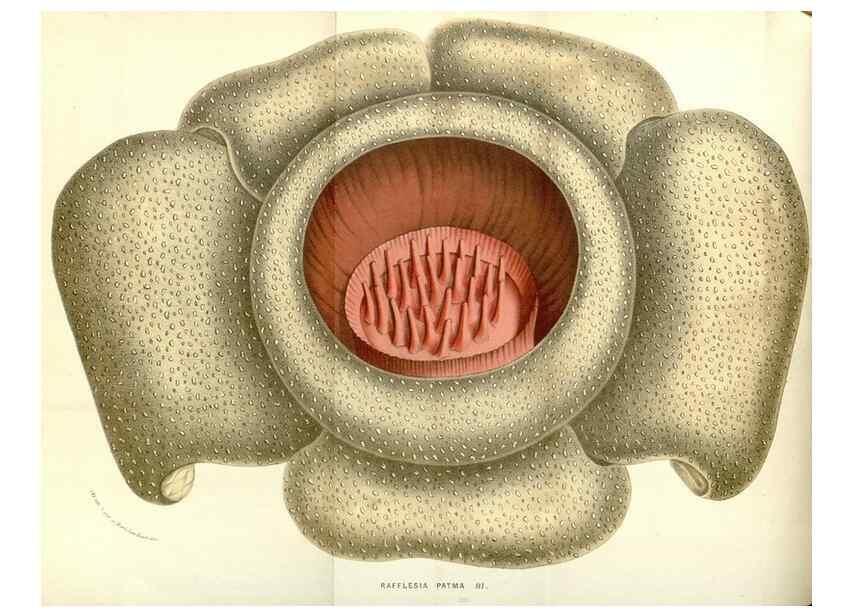 Reproducción/Reproduction 49588016582: Flore des serres et des jardins de l'Europe. A Gand :chez Louis van Houtte, eÌditeur,1845-1880.. 