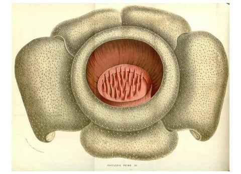 Reproducción/Reproduction 49588016582: Flore des serres et des jardins de l'Europe. A Gand :chez Louis van Houtte, eÌditeur,1845-1880.. 