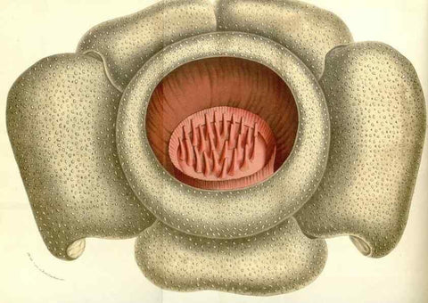 Reproducción/Reproduction 49588016582: Flore des serres et des jardins de l'Europe. A Gand :chez Louis van Houtte, eÌditeur,1845-1880.. 