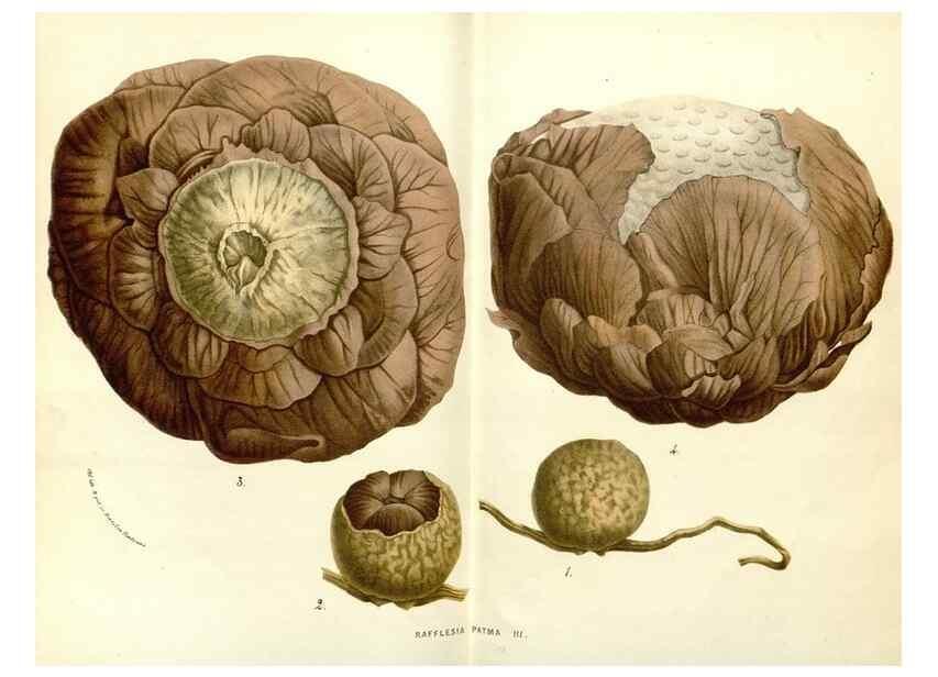 Reproducción/Reproduction 49587773741: Flore des serres et des jardins de l'Europe. A Gand :chez Louis van Houtte, eÌditeur,1845-1880.. 