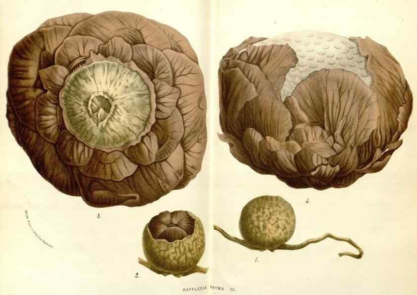 Reproducción/Reproduction 49587773741: Flore des serres et des jardins de l'Europe. A Gand :chez Louis van Houtte, eÌditeur,1845-1880.. 