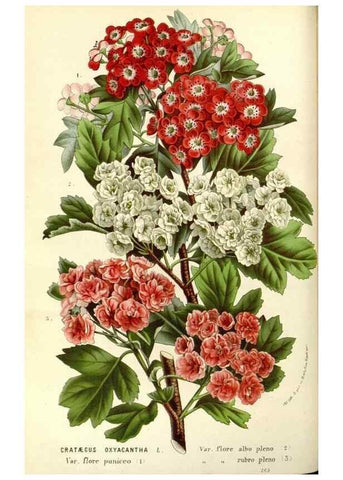 Reproducción/Reproduction 49587774136: Flore des serres et des jardins de l'Europe. A Gand :chez Louis van Houtte, eÌditeur,1845-1880.. 