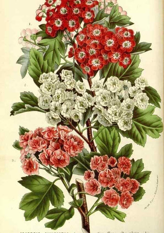 Reproducción/Reproduction 49587774136: Flore des serres et des jardins de l'Europe. A Gand :chez Louis van Houtte, eÌditeur,1845-1880.. 