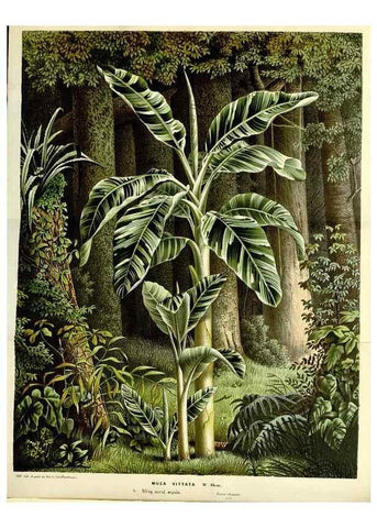 Reproducción/Reproduction 49587774481: Flore des serres et des jardins de l'Europe. A Gand :chez Louis van Houtte, eÌditeur,1845-1880.. 