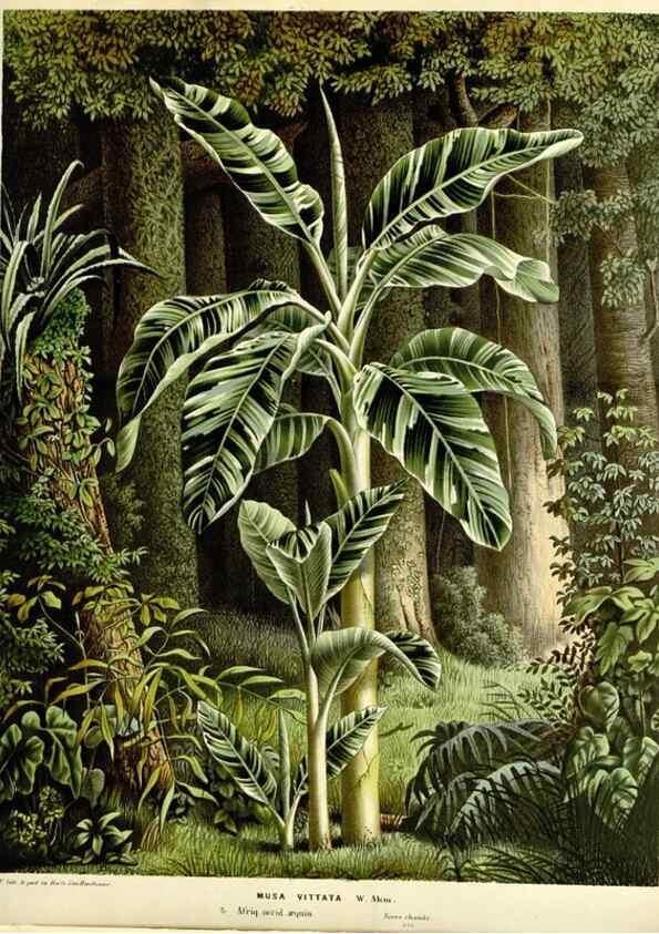 Reproducción/Reproduction 49587774481: Flore des serres et des jardins de l'Europe. A Gand :chez Louis van Houtte, eÌditeur,1845-1880.. 