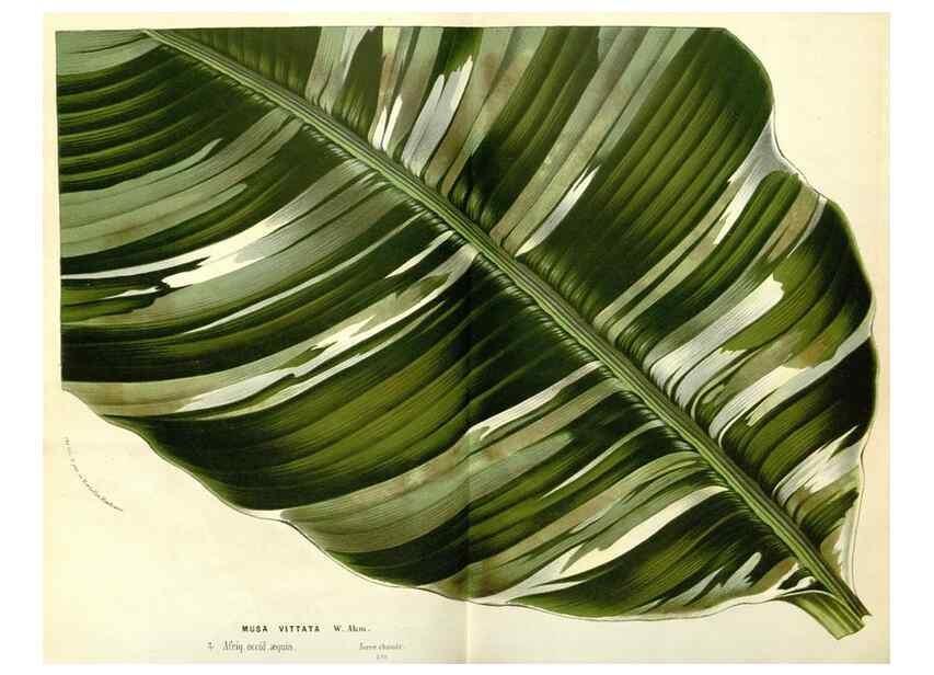 Reproducción/Reproduction 49588017797: Flore des serres et des jardins de l'Europe. A Gand :chez Louis van Houtte, eÌditeur,1845-1880.. 