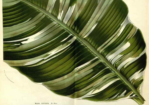 Reproducción/Reproduction 49588017797: Flore des serres et des jardins de l'Europe. A Gand :chez Louis van Houtte, eÌditeur,1845-1880.. 