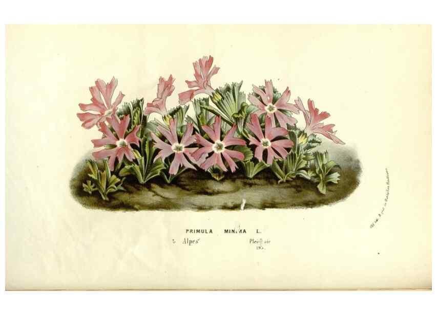 Reproducción/Reproduction 49588018002: Flore des serres et des jardins de l'Europe. A Gand :chez Louis van Houtte, eÌditeur,1845-1880.. 