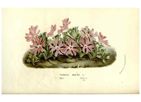 Reproducción/Reproduction 49588018002: Flore des serres et des jardins de l'Europe. A Gand :chez Louis van Houtte, eÌditeur,1845-1880.. 