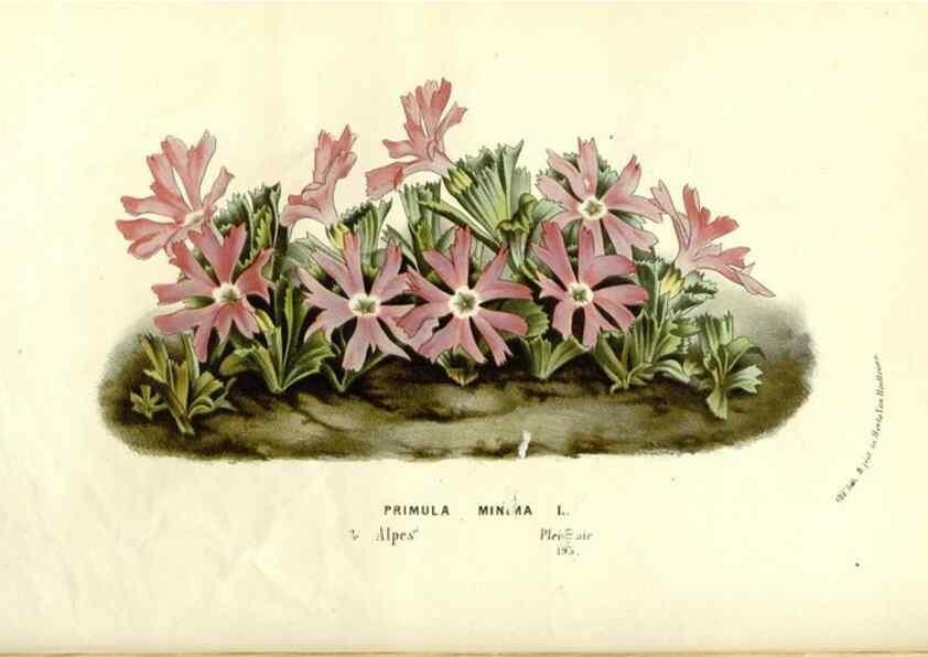 Reproducción/Reproduction 49588018002: Flore des serres et des jardins de l'Europe. A Gand :chez Louis van Houtte, eÌditeur,1845-1880.. 
