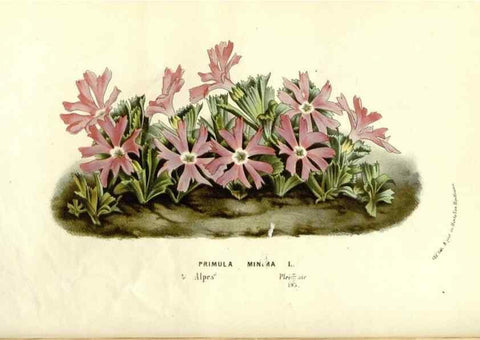Reproducción/Reproduction 49588018002: Flore des serres et des jardins de l'Europe. A Gand :chez Louis van Houtte, eÌditeur,1845-1880.. 