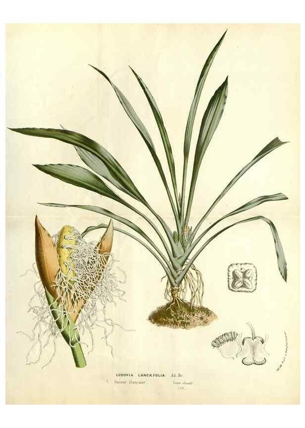 Reproducción/Reproduction 49587775131: Flore des serres et des jardins de l'Europe. A Gand :chez Louis van Houtte, eÌditeur,1845-1880.. 