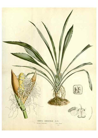 Reproducción/Reproduction 49587775131: Flore des serres et des jardins de l'Europe. A Gand :chez Louis van Houtte, eÌditeur,1845-1880.. 