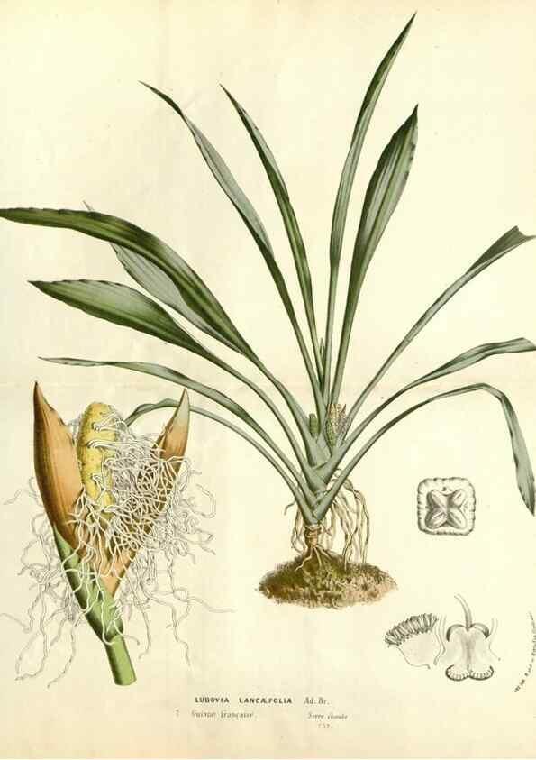 Reproducción/Reproduction 49587775131: Flore des serres et des jardins de l'Europe. A Gand :chez Louis van Houtte, eÌditeur,1845-1880.. 