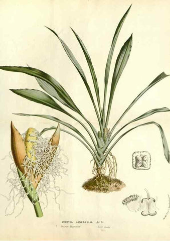 Reproducción/Reproduction 49587775131: Flore des serres et des jardins de l'Europe. A Gand :chez Louis van Houtte, eÌditeur,1845-1880.. 